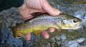Last fish of the day 2
